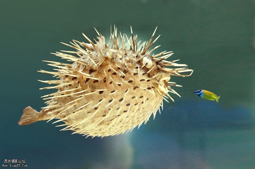 带刺的鱼.jpg