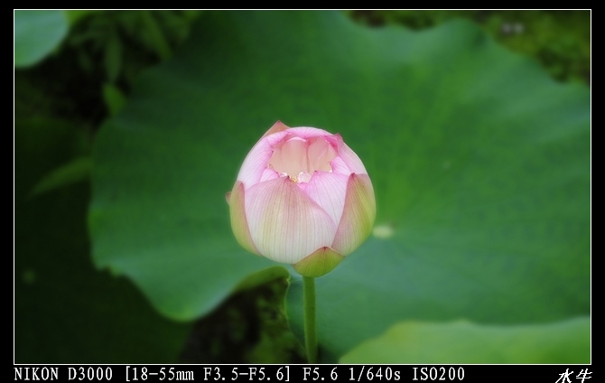 nEO_IMG__DSC3479.jpg
