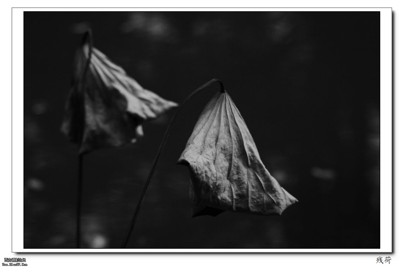 _MG_6988.jpg