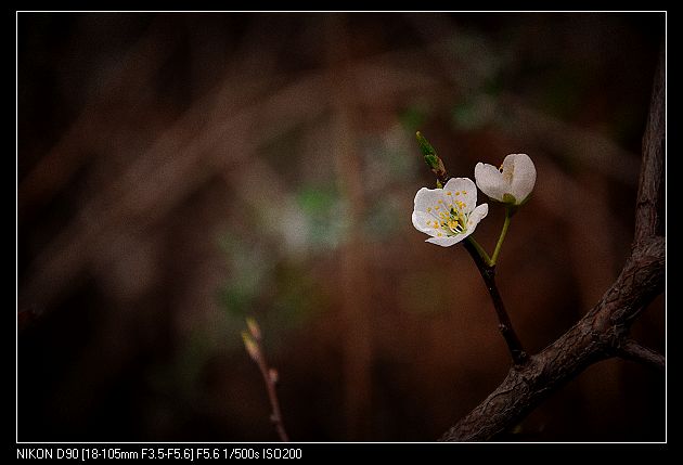DSC_0309.jpg