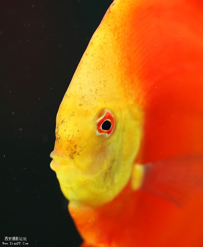 光圈: F/2.8 快门:1/25 焦距:100 毫米 感光度:400