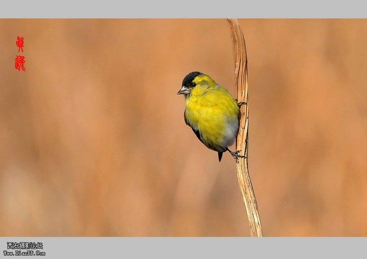 快门:1/2500  光圈:F/5.6  焦距:300毫米  感光度:800