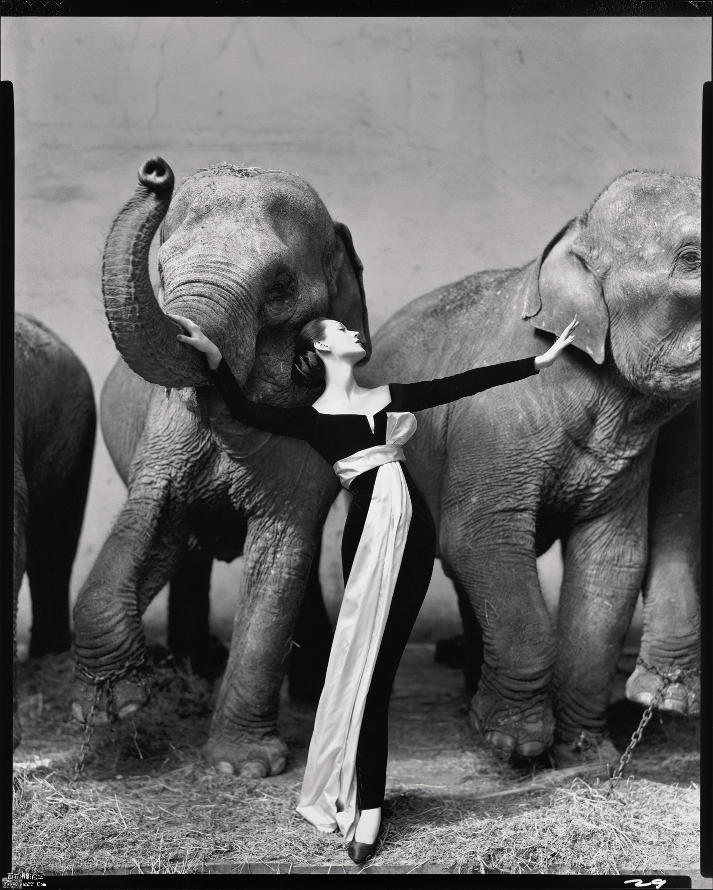 avedon1.jpg