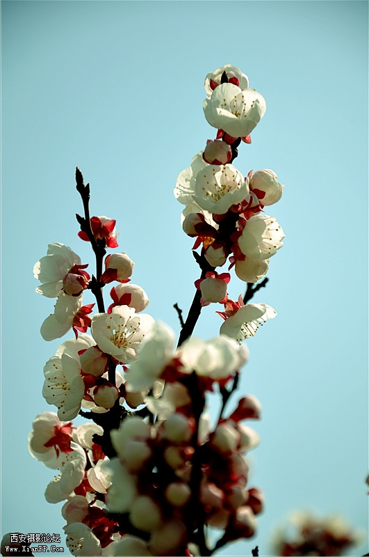 DSC_0337_副本.jpg