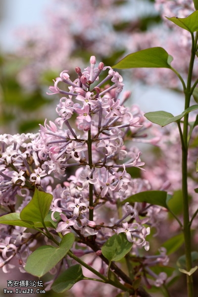 20110404万物复苏0015_调整大小.JPG