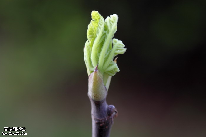20110404万物复苏0006_调整大小.JPG