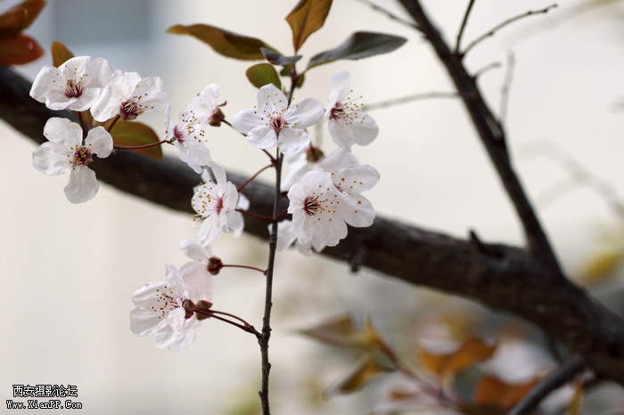 20110404万物复苏0003_调整大小.JPG