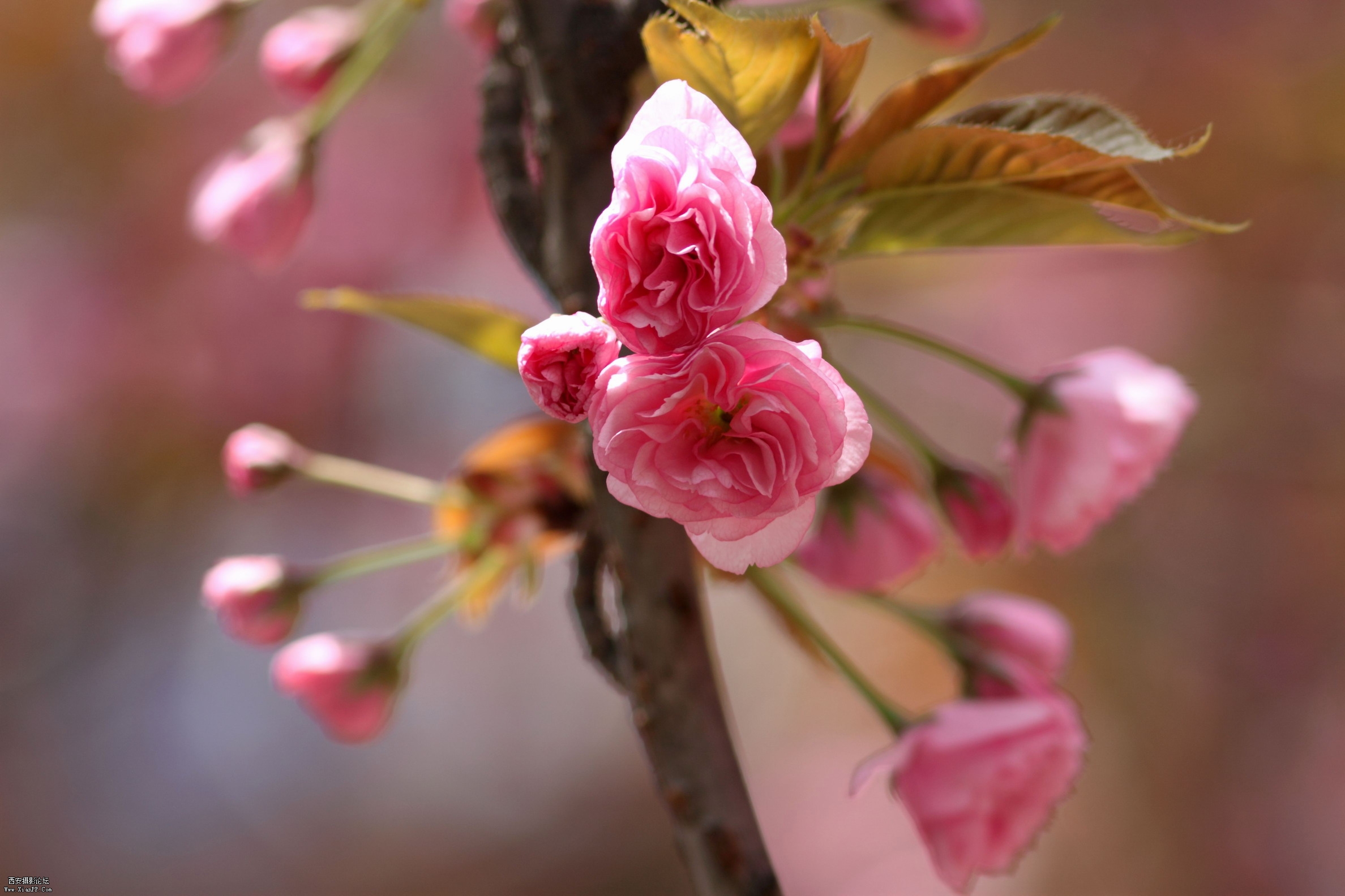 20110409办公区的樱花，正午0020.jpg