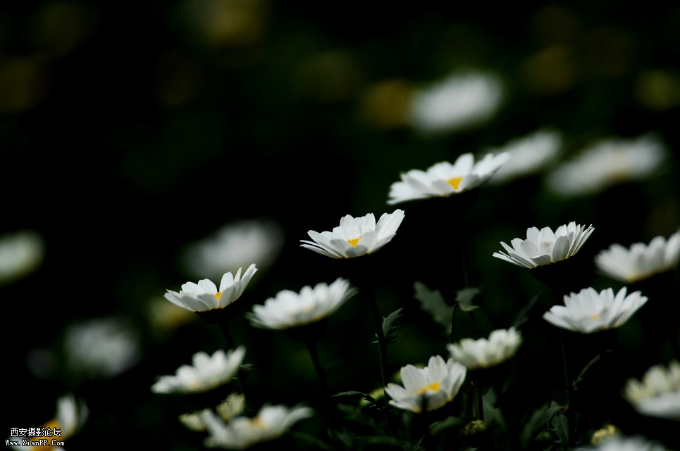 DSC_0127.JPG