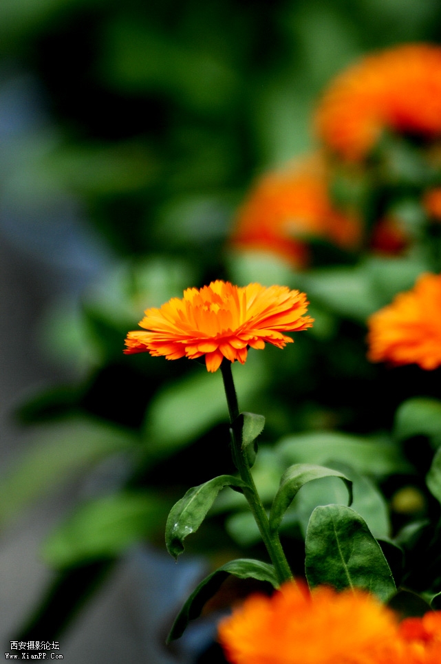 DSC_0132.JPG