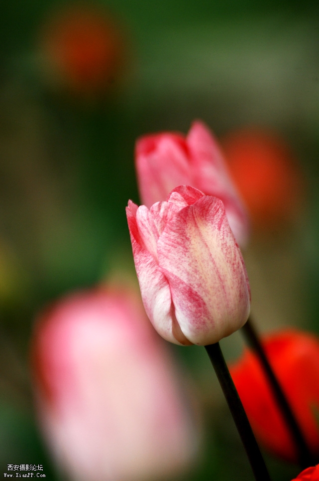 DSC_0083.JPG