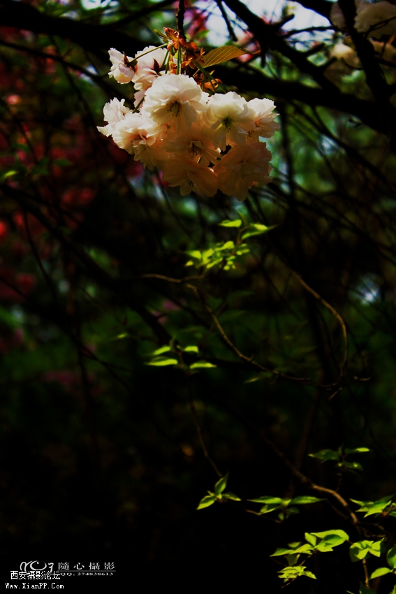 IMG_5985.jpg