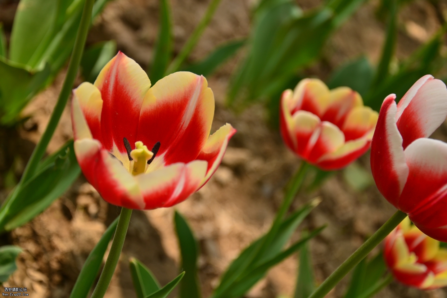 DSC_0098.JPG