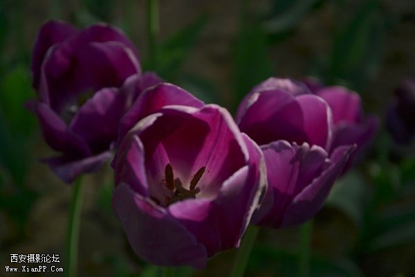 DSC_001031.jpg