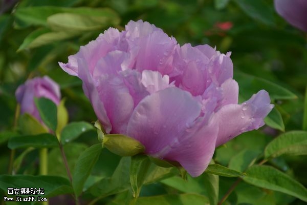 DSC_026250.jpg