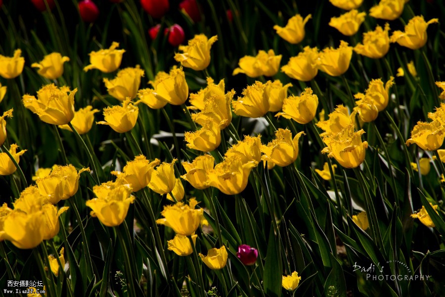 IMG_0847r (900x600).jpg