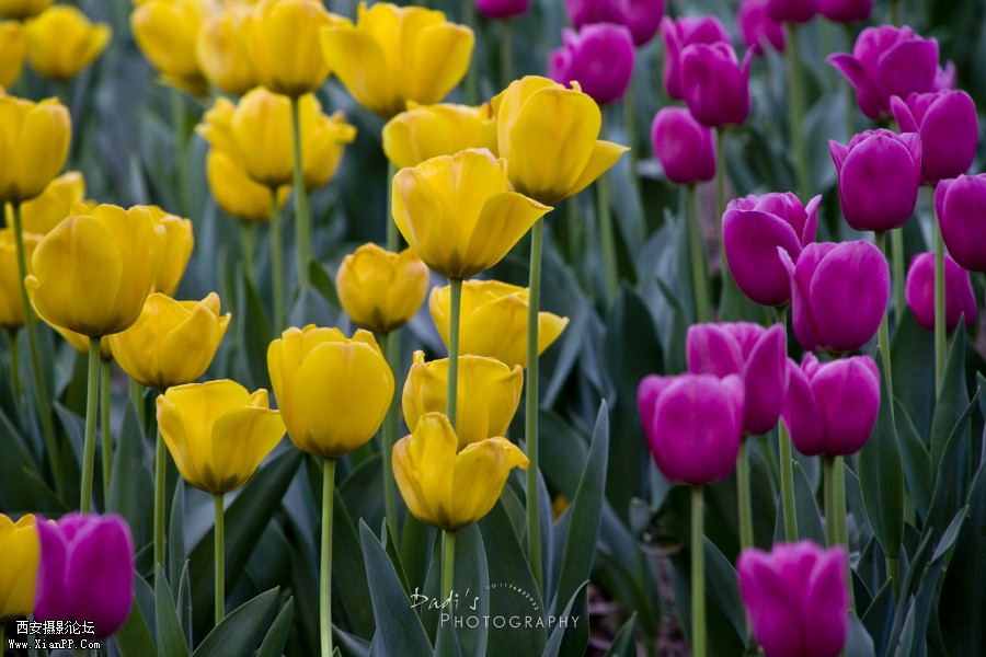 IMG_1056r (900x600).jpg