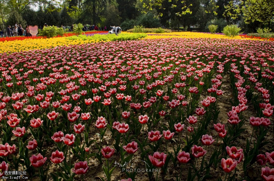 IMG_1108rp (900x596).jpg