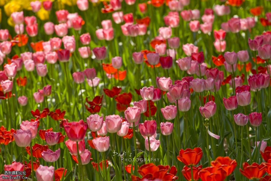 IMG_1134r (900x600).jpg