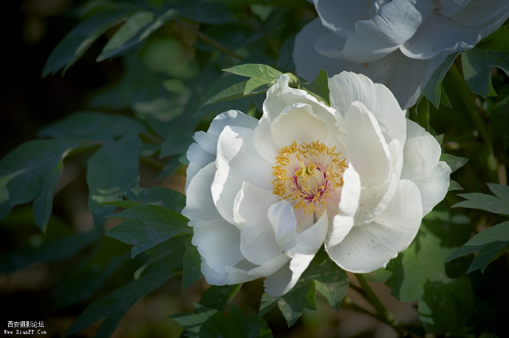 DSC_3318.jpg
