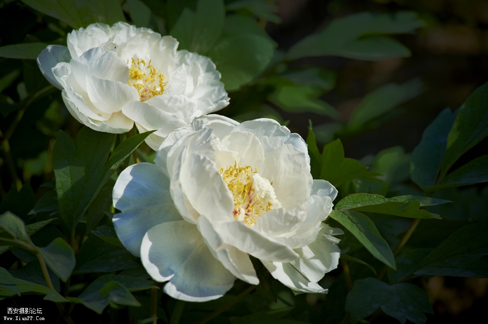 DSC_3321.jpg