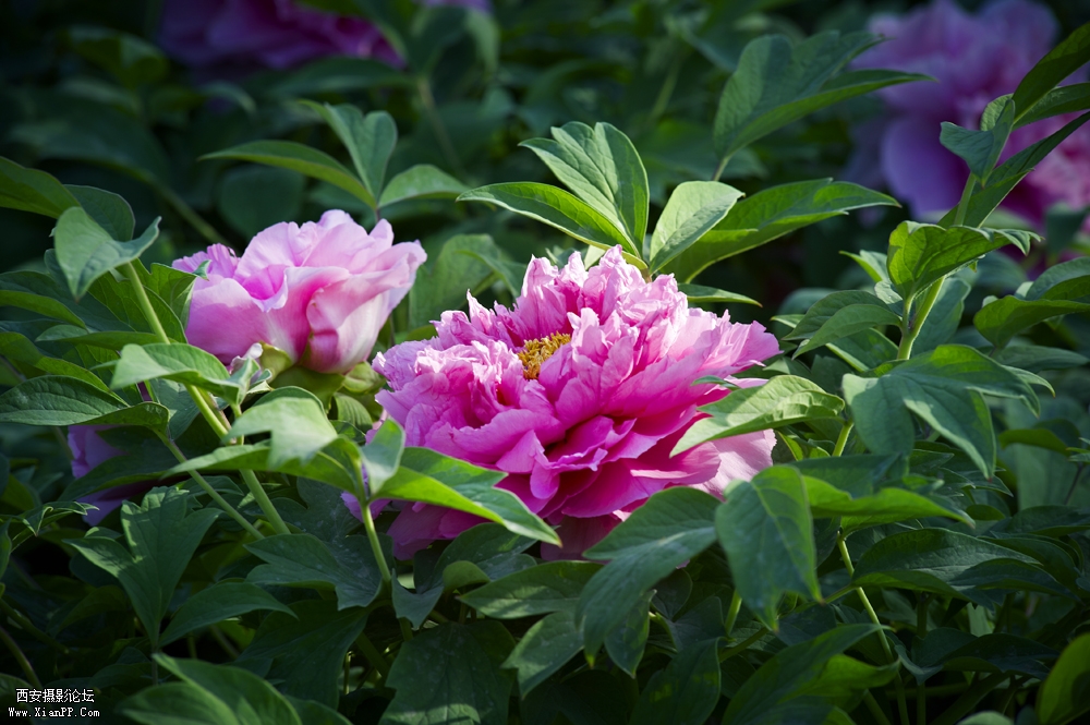 DSC_3382.jpg