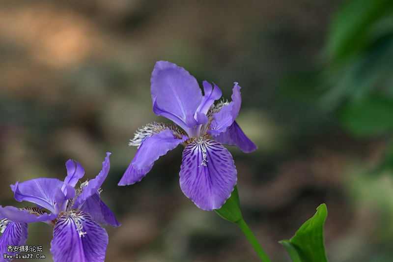 20110424午后随拍0867_副本_副本.jpg
