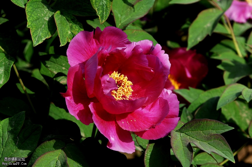 DSC_0012.JPG