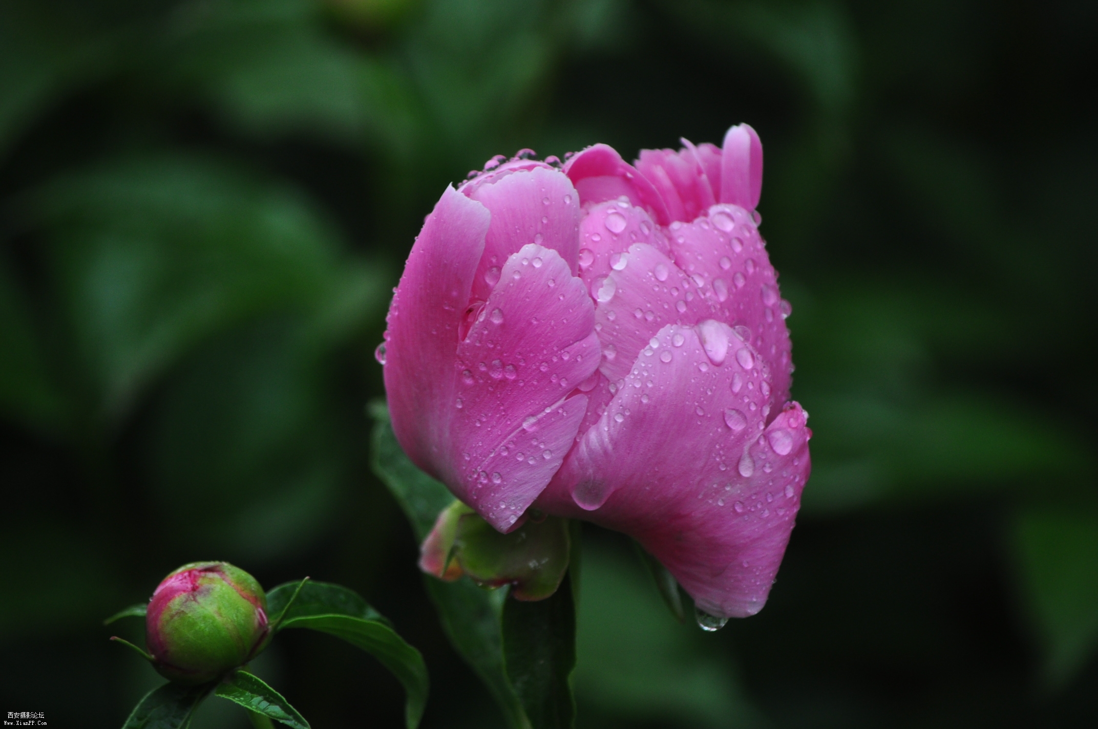 DSC_0132.jpg