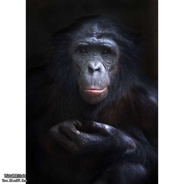 一只倭黑猩猩目光中充满了和蔼、友善的眼神。