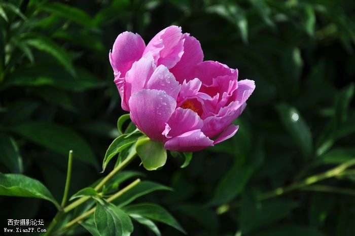 DSC_005818.jpg