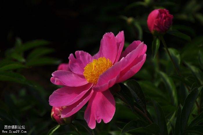 DSC_007320.jpg
