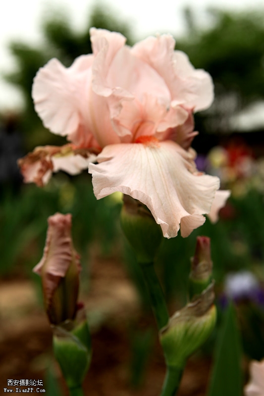 IMG_0105_副本.jpg