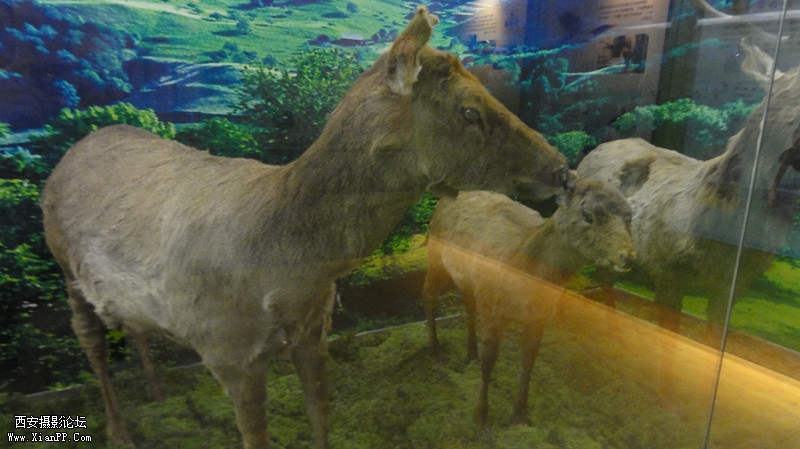 DSC00394_副本.jpg