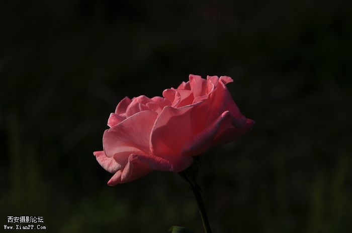 DSC_0158.jpg