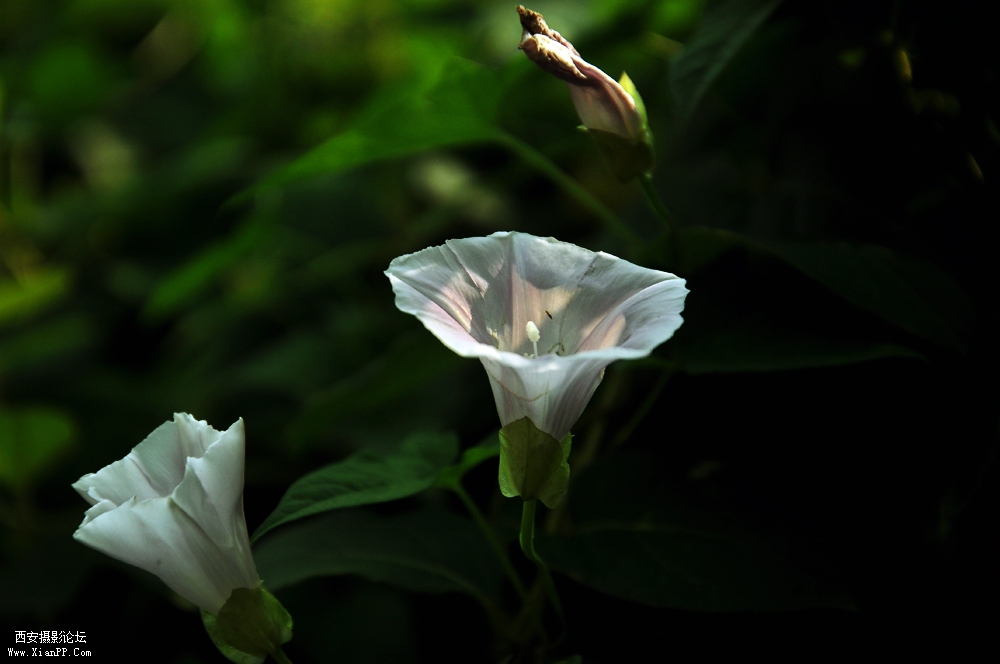 DSC_0282.jpg