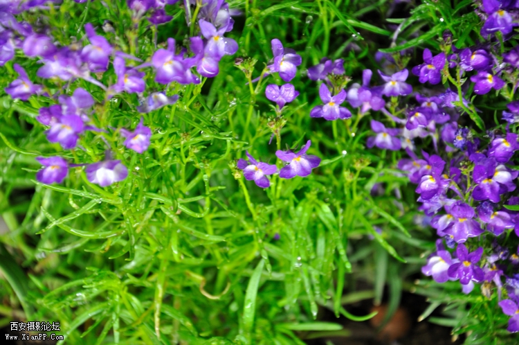DSC_0044.jpg