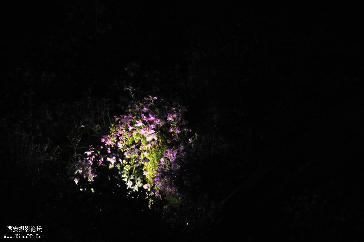 DSC_0045.jpg