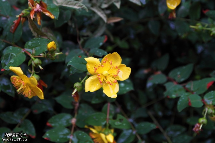 201106081972_调整大小.JPG