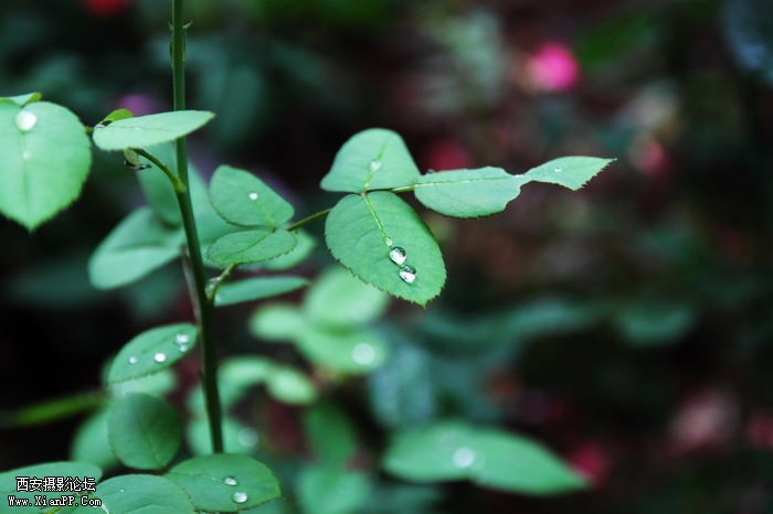 201106081976_调整大小.JPG
