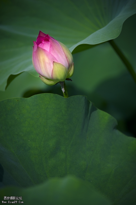 DSC_5750.jpg