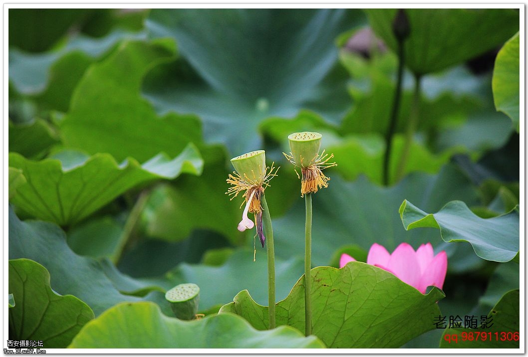 nEO_IMG_车展---车模---南湖荷花 341.jpg