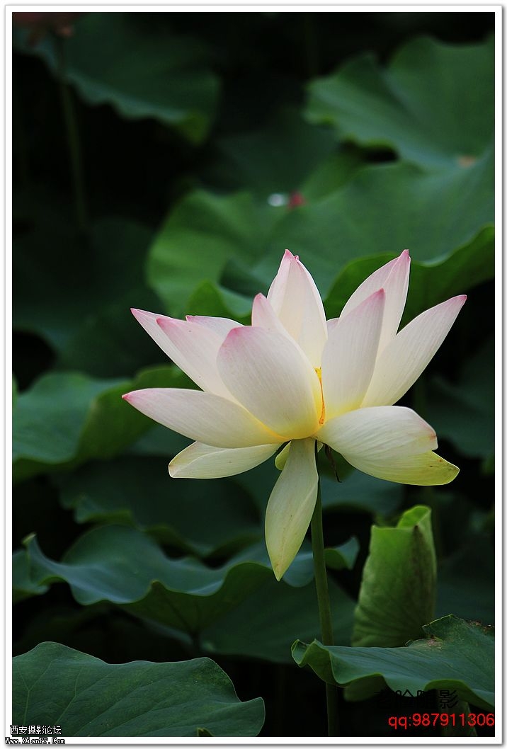 nEO_IMG_车展---车模---南湖荷花 358.jpg