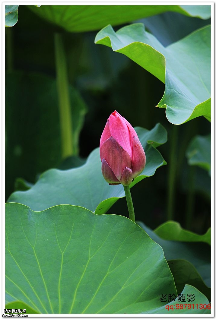 nEO_IMG_车展---车模---南湖荷花 364.jpg