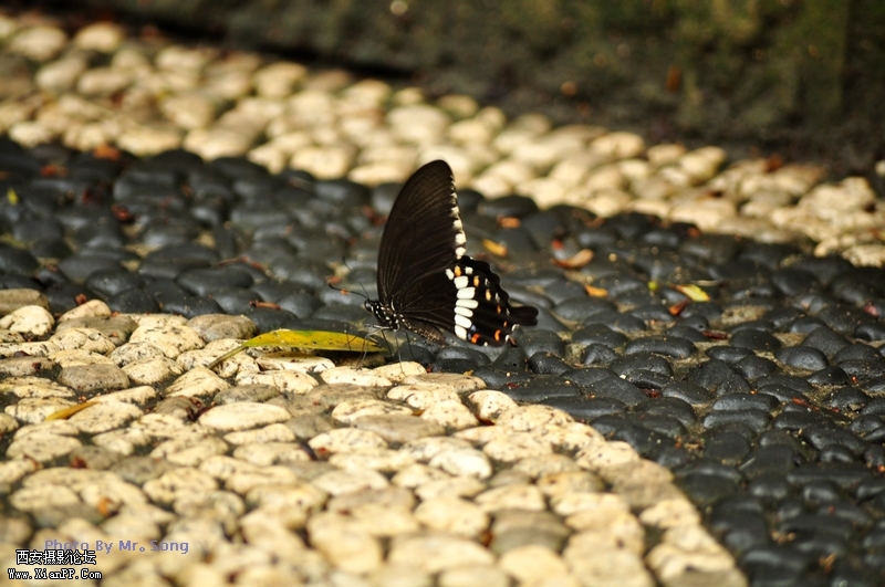 DSC_2307.JPG