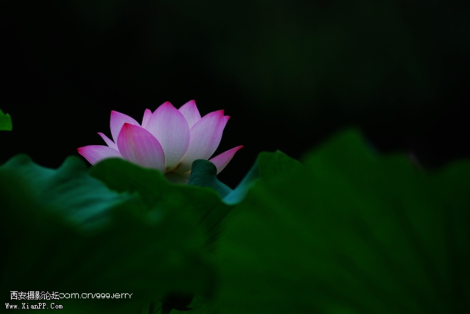 DSC_1594.JPG