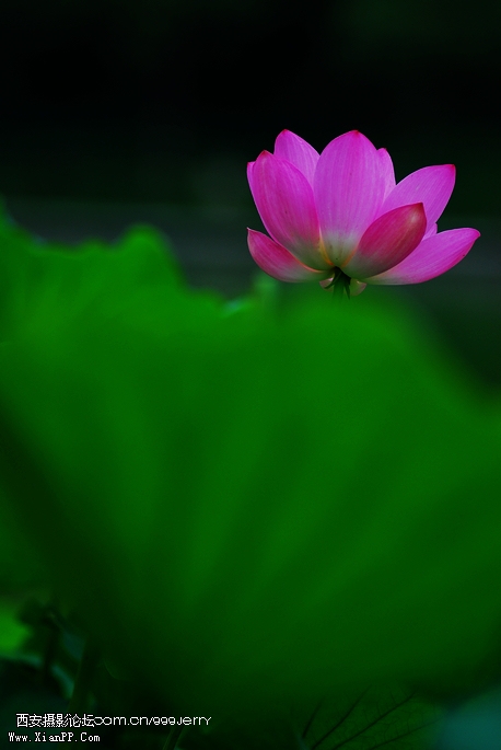 DSC_1621.JPG