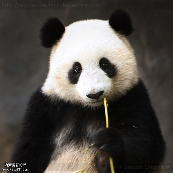 Photo by Sooper-Deviant