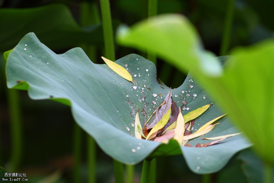 20110622 荷花2502_调整大小.JPG