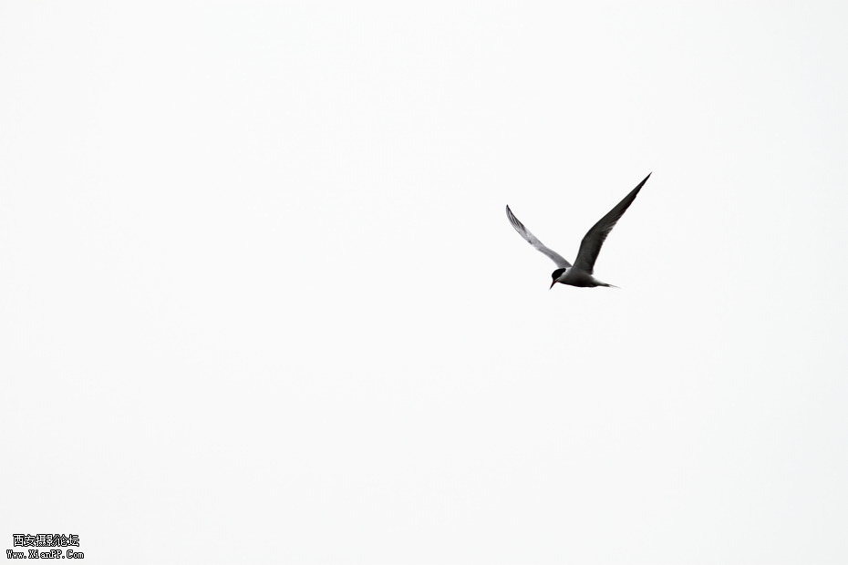 20110626  浐灞码头2576_调整大小.JPG
